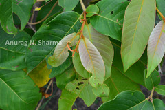 Terminalia gella